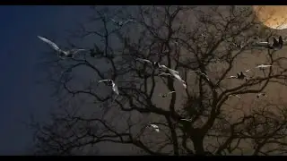 Creative Green Screen Effects!Bats