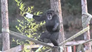 Five Years of Sanctuary for Chimpanzees
