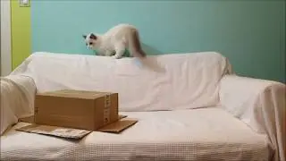 Ragdoll kitten Jeremy, ball and a box - recipe for fun :)