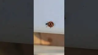 A Big Ladybug 🐞#ladybug #interesting #shortvideo