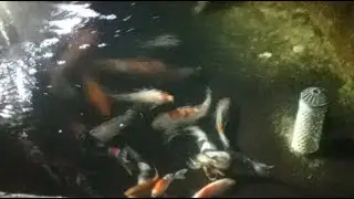 Ngopi Sama Koi