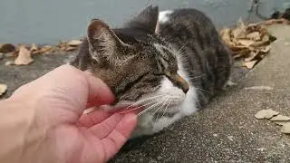 猫847 お久しぶり┃ニューフェイス