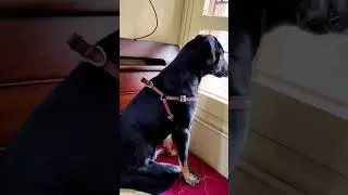 Keehu's mood swings - playing to ignoring....
