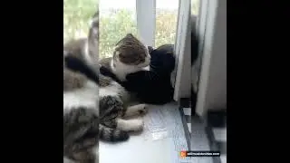 #serotonin#serotoninboost.  My old cat adopted a street kitten as her own.