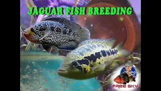 Breeding Jaguar Fish