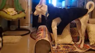 Petlove ||Max Mauzer|| #shortsfeed #livestreaming #shorts #dogshorts