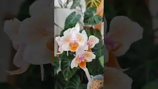 Phal. Miku good idea #orchid #орхидеи #орхидеицветут #фаленопсис