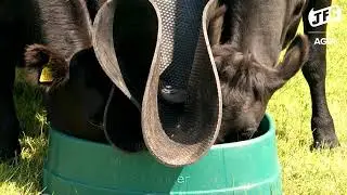 The Easier Way to Mineral Feed