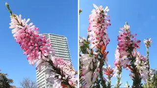 東京都　木場公園（2026　0201）エリカ