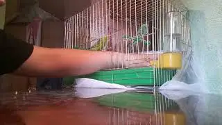 Почиствам клетката на моята папагали 2част