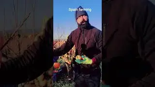 spain farming