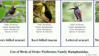 Birds of Order Piciformes Family Ramphastidae toucan aracari toucanet