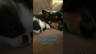 Keo just havin' a lil' snuggle with his sister Jazz (aweee!)