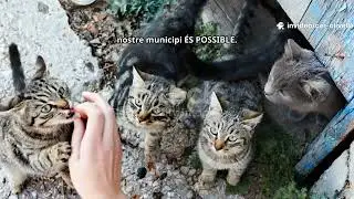 Descobreix com pots salvar gatets a Olivella