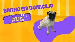 Como dar banho em pug