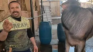 نظافة العجل قبل الذبح @RABAHM