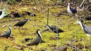 Unique Bird Trap technique in deep Jungle #birdtrap