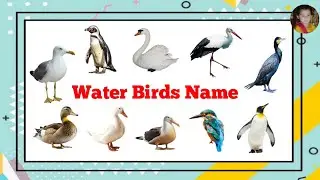 Water Birds Name | Water Birds Name In English with Pictures | Aquatic Birds Name