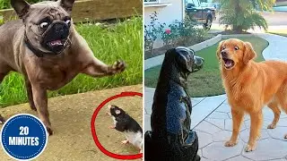 Забавные животные, которые заставят вас улыбнуться 🐾😂 | Лучшие смешные видео о питомцах 2025 года