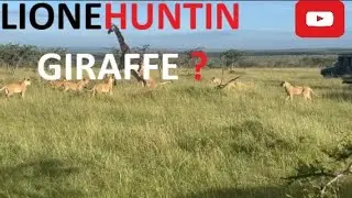 Watch a hungry lion on a group attack on a giraffe/ Bhukha ser jiraf ko marte hua.