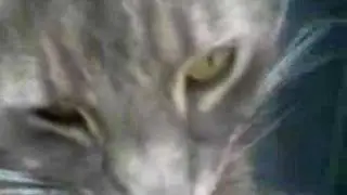 Le chat