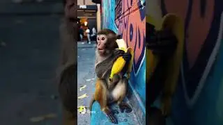 Police vs Monkey: The Banana Heist! 🍌😂