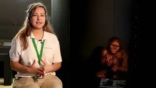 PIEZA MEH. Homo habilis (planta 0 Galería Evolución)