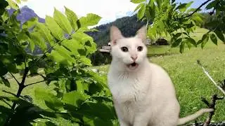 Cats Sing Classical Music - Vivaldi - Spring - Cats Version - Cats Parody