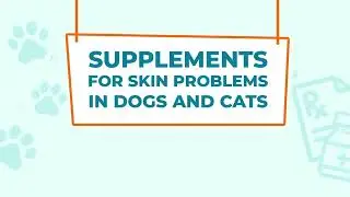 Supplements for Skin Problems in Dogs and Cats