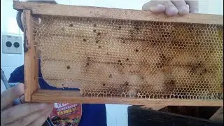 COMO EU SELECIONO OS QUADROS COM FAVOS DAS MELGUEIRAS: DERRETER, ARMAZENAR OU REUTILIZAR?