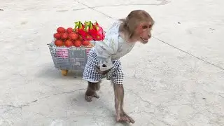 KUKU rummaged through the fridge and brought fruit for Mom and MIMI to eat