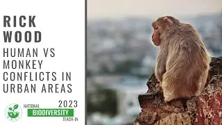 Rick Wood - Human vs Monkey Conflicts in Urban Areas