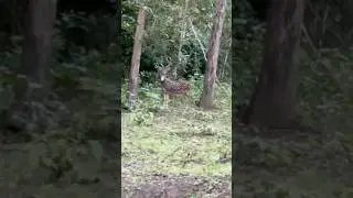 &ldquo;Graceful deer spotted in the heart of the forest.&rdquo;#deer #forestdeer #forest #animal #safari #nature