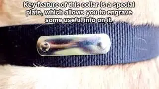 All Weather Nylon Personalized Dog Collar with Name Tag