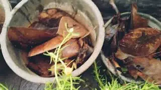 𝗧𝗔𝗕𝗟𝗘 𝗥𝗢𝗦𝗘 𝗖𝗔𝗥𝗘 & 𝗣𝗥𝗢𝗣𝗔𝗚𝗔𝗧𝗜𝗢𝗡 ഈ മഴക്കാലത്തു ഒരുക്കാം പൂപ്പാടം #smithajkmy #youtube #gardoworld