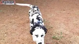 6 Month Old Dalmatian 