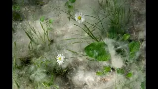 Il bosco di bambagia