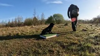 Cocker (little Banjo) on placeboard video 2