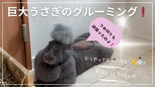 巨大うさぎ【フレミッシュジャイアント】のグルーミング‪𝐃𝐚𝐲‬🐰💓爪切り＆ブラッシングは大人しくさせてくれるのか？！抜け毛発表で凄いことに😂❗️