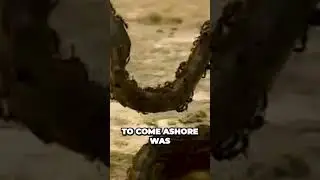 The Shocking Attack of Ants on a Python - What You Didn't Know!
