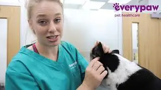 How To Clean Your Dog's Ears - Everypaw