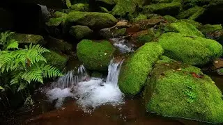 Green moss valley atmosphere, Stream Sounds, Birds Chirping @gentlerelaxation