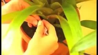 Oasis Claber - Irrigazione automatica piante e vasi