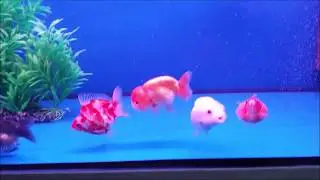 LIOW VIDEO: Cleaning 3 feet goldfish tank filter 清洗金鱼缸过滤器