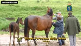 SEQUESTRO CAVALLI