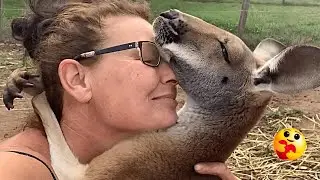 This Kangaroo Thinks He&rsquo;s Human And He Just Might Be Right 🦘