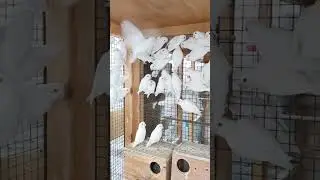 Birds Eye Infection Ki Tips🦜|#birdsmarket #lovebird