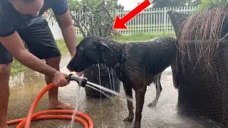 Dog Spa Day