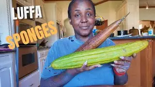 Saving My Luffa Seeds + Indoor Squash Challenge Update | DIY Natural Sponges & Seed Prep