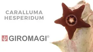 Caralluma hesperidum